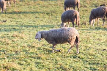 Obraz premium wheep grazing