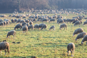 wheep grazing