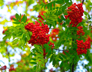 Obraz premium Berries of a red rowan against the sky