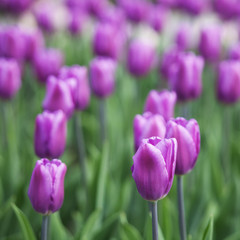 pink fresh tulips. Nature background
