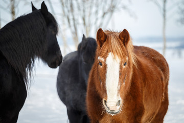 Horses on pasture in winter