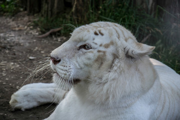 Naklejka premium White Tiger