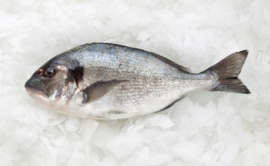 dorado fish
