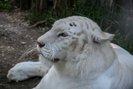 White Tiger
