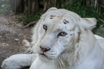 Naklejka premium White Tiger