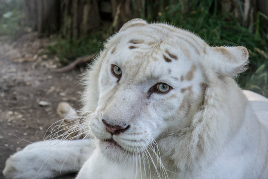 White Tiger