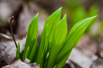 wild garlic plant