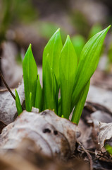 wild garlic plant