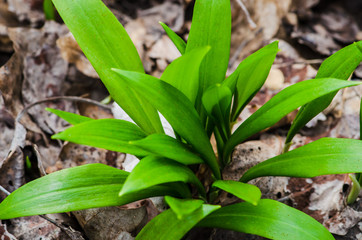 bear allium leaves