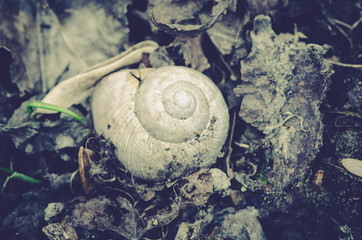 snail shell