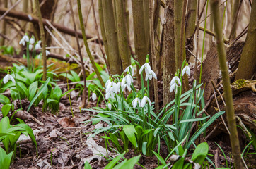 snowdrop in forest