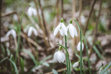 snowdrop in forest