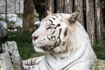 White Tiger