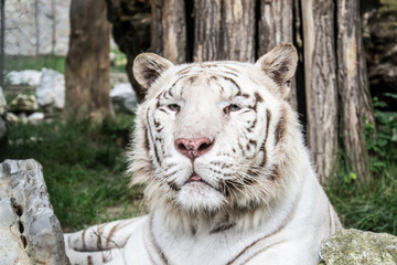 White Tiger