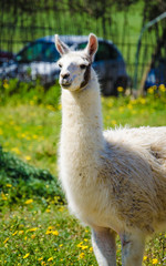 Obraz premium Llama lama in the zoo outdoors