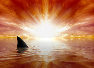 Obraz premium Sunset Shark