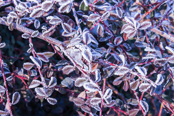 branches of pink plants covered with hoarfrost, nature background