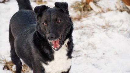 dog portrait