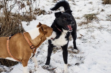 dogs playing outside