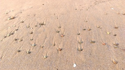 Fototapeta na wymiar Little stones on sand in the beach