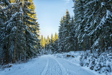Winter in the Forest