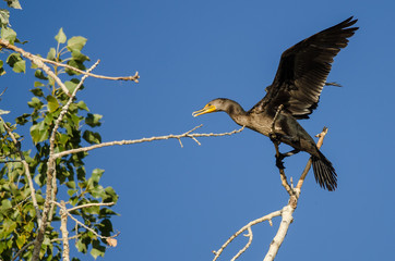 Double-Crested Cormorant Perched High in a Tree