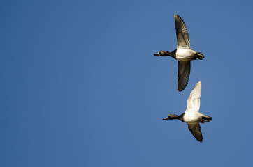 Fototapeta na wymiar Ring-Necked Ducks Flying in a Blue Sky