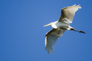 Great Egret Flying in a Blue Sky