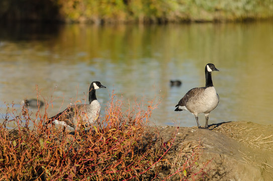 Canada Geese Resting Beside the Autumn Lake