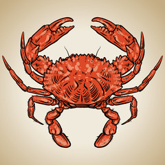 Crab drawing on vintage background. Hand drawn seafood illustrat