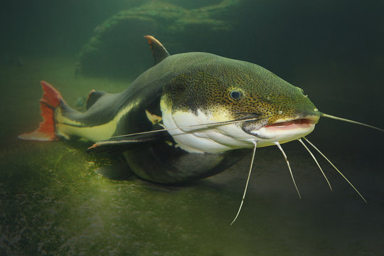 Underwater photography of The Red Tail Catfish (Phractocephalus