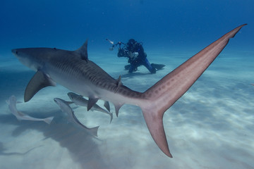 tiburones en Bahamas