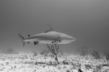 tiburones en Bahamas