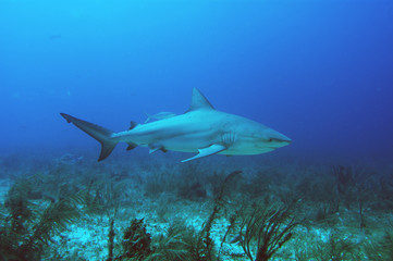 tiburones en Bahamas