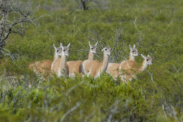 Guanaco, Patagonia, Argentina
