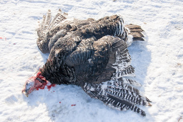 turkey with the severed head lying in the snow