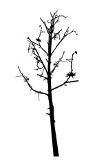  Silhouette of crooked tree (thorn). Symbol of desert. Save environment.