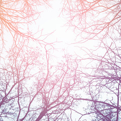 Winter tree branches against the sky