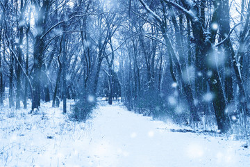 Winter forest nature snowy  background.