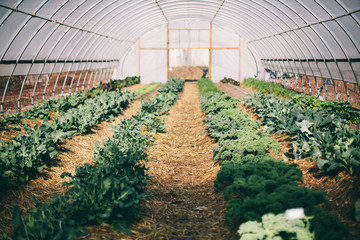 Plants growing in greenhouse