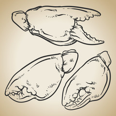 Crab claws isolated on vintage background. Hand drawn crab vecto