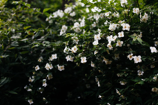 Close-up of moonflower plant