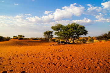 Kalahari Desert Landscape, Namibia - obrazy, fototapety, plakaty