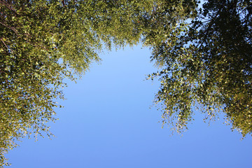 Trees covered with green foliage on a background of blue sky, view from the bottom up