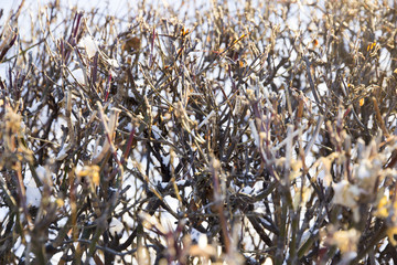 Thick dry branches of bushes in the snow