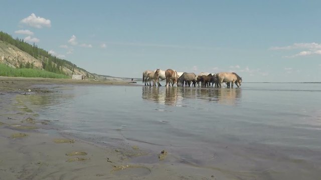 Herd of Yakut horses at the watering. Lena river Yakutia