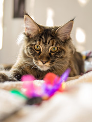 Maine Coon 