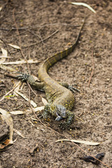 A lizard eating a beetle