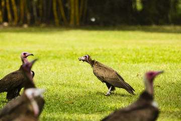 A vulture eating a piece of chicken