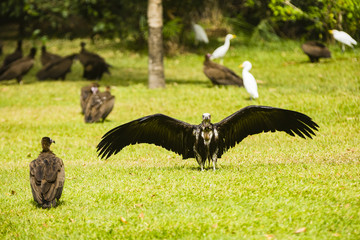 A vulture drying its wings